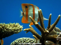 Butterfly fish posing in his reef realm by Samantha Buonvino 